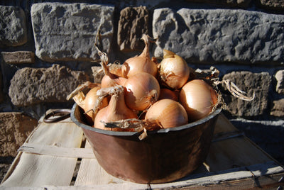 Cipolle dorate biologiche Kg. 1 Azienda Agricola D'Apostolo Marisa
